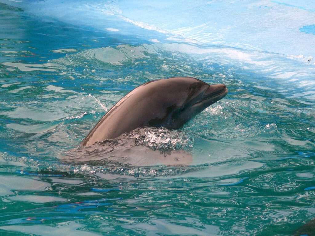dolphin, pool, dominicaanse republiek, samana
