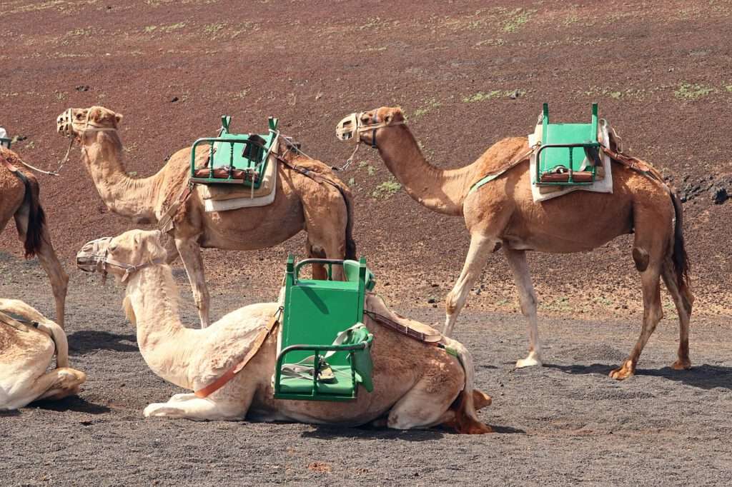 Maak een tocht met een kameel door de vulkanische woestijn.