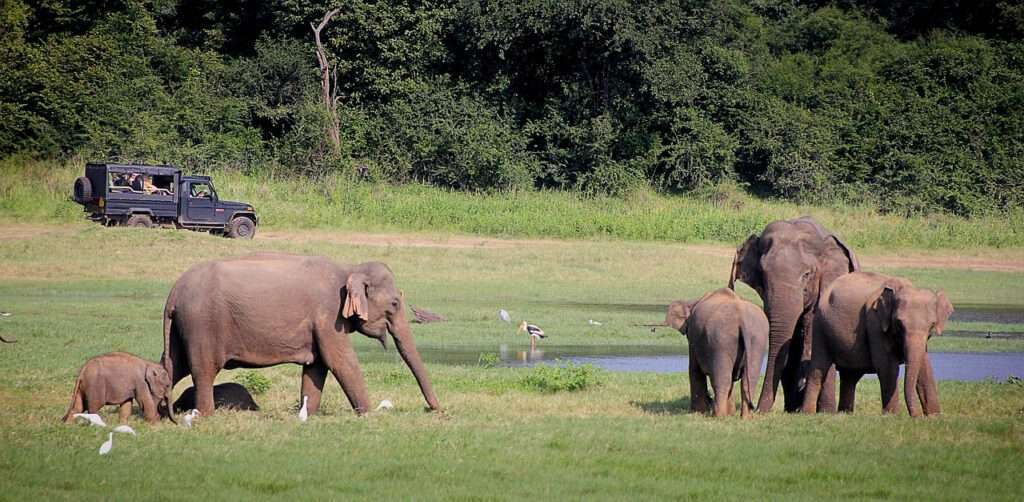 Ga op safaritocht in Sri Lanka