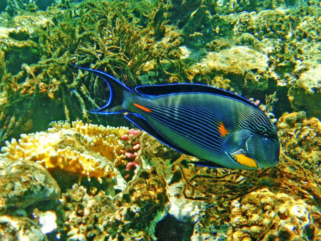 Duiken, Snorkelen in Hurghada