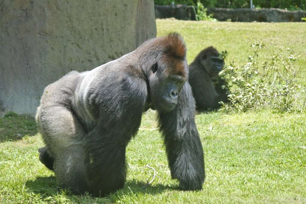 Bezoek de dierentuin in Miami 'Zoo Miami'