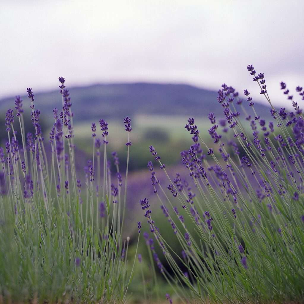 Maak een fietstocht door de lavendelvelden van Valensole en bewonder de blauwe bloemenzee, Provence wat te doen, Weer in Provence