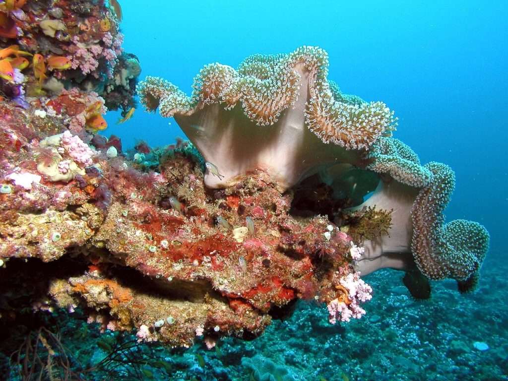 Snorkelen of duiken om de onderwaterwereld te ontdekken