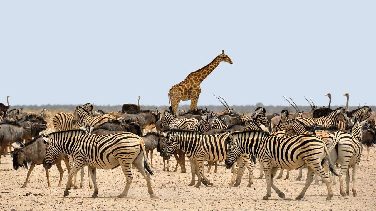 Afrika, zebra, giraffe, vakantiebestemmingen in Afrika