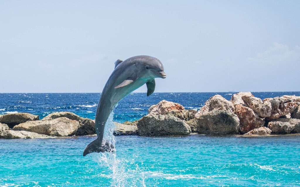 Dolfijn, academie, willemstad, curacao, springende dolfijn