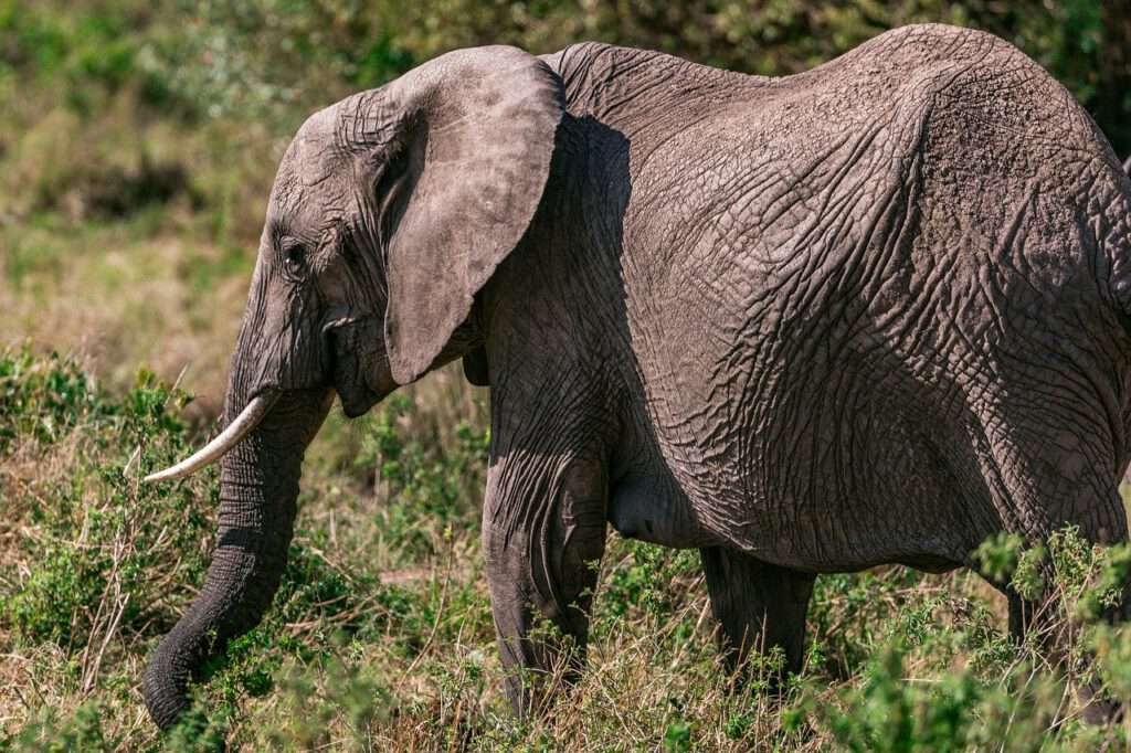 Mombasa, Kenia​, olifant, avontuur vakanties in Afrika