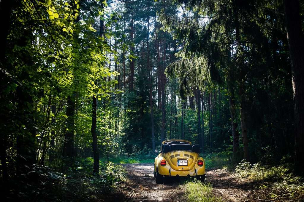 car, forest, yellow car-4944587.jpg